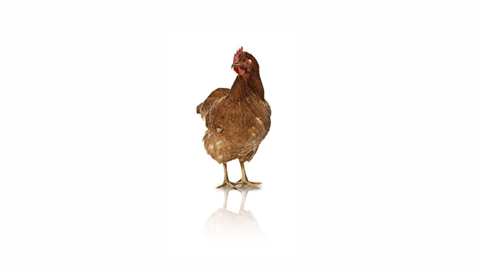 With MetAMINO® chickens receive a balanced diet.