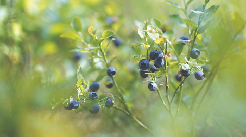 Bilberries grow solitary or opposite