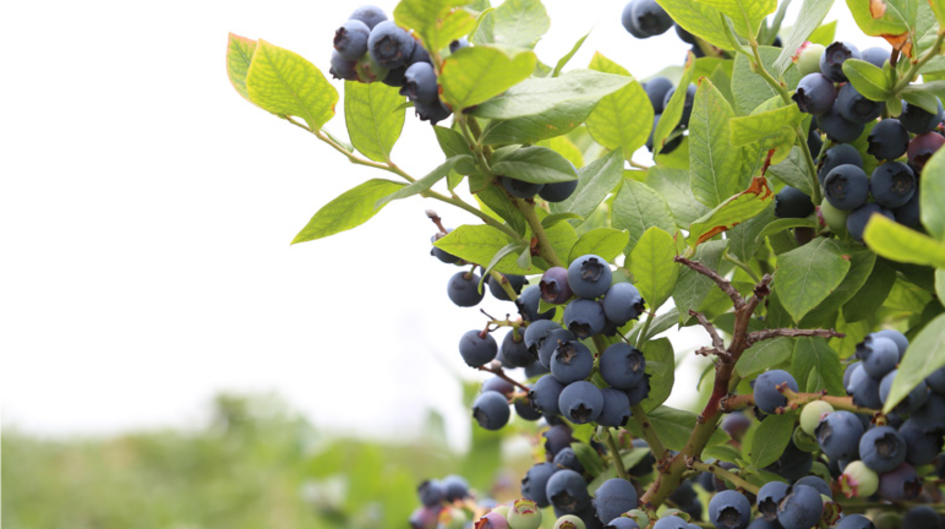 Blueberries grow in clusters